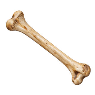 The Path Bone