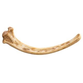 The Protection Rib