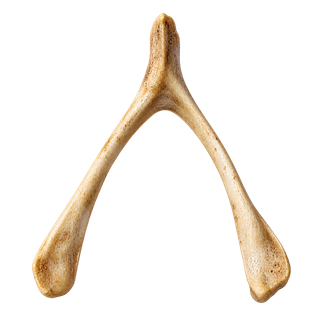 The Wish Bone