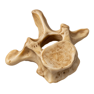 The Foundation Bone