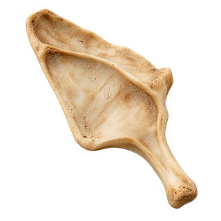 The Burden Bone