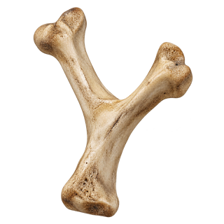 The Crossroads Bone