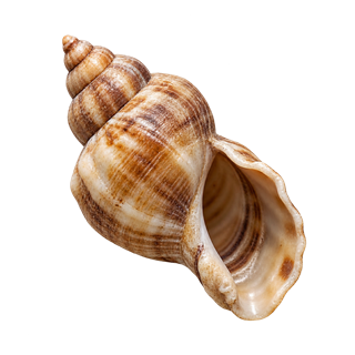 The Listening Shell