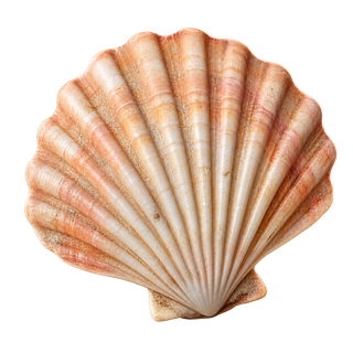 The Journey Shell